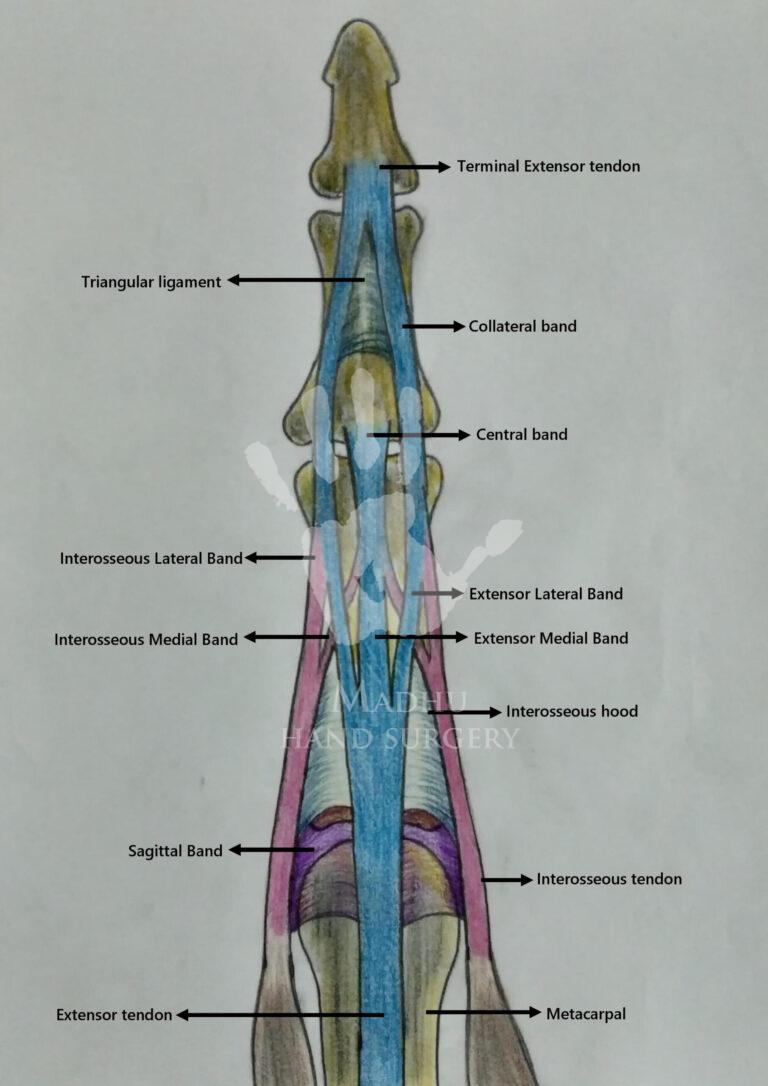 Extensor apparatus of the hand