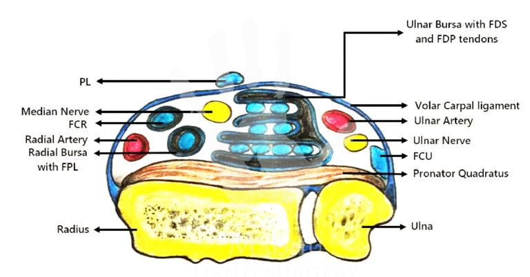 Bursa-of-the-hand-Cross-section