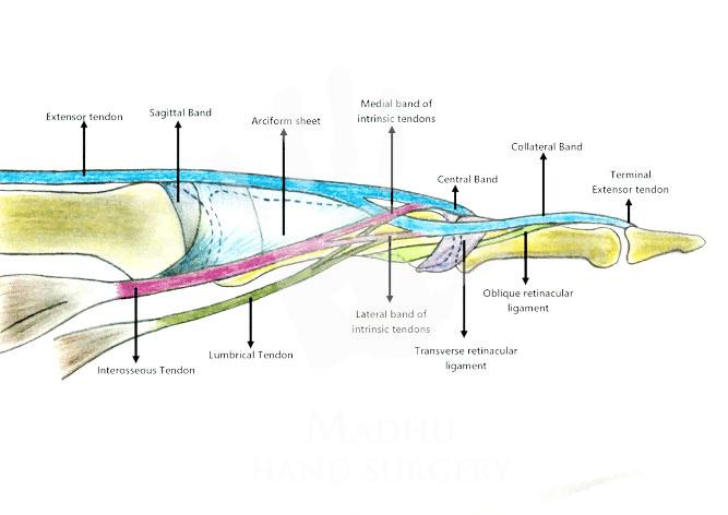 Extensor-apparatus-of-the-finger
