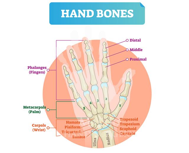 Hand bones