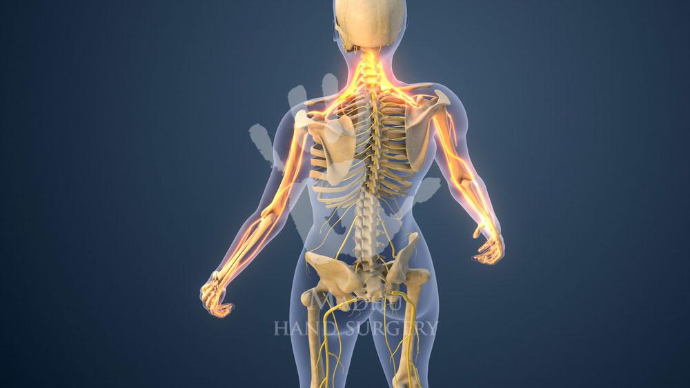 Shoulder nerve