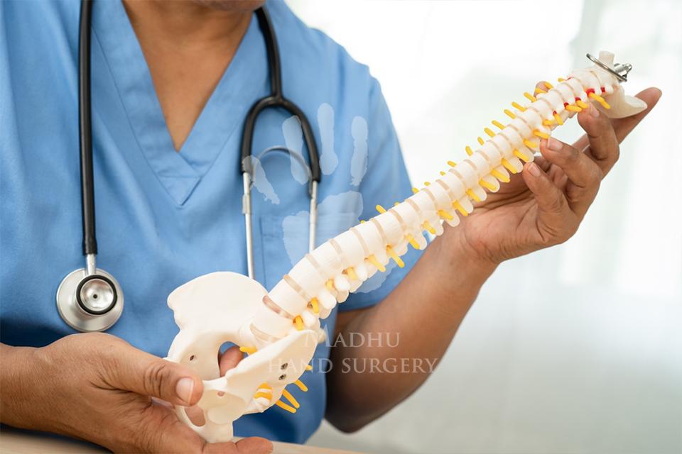 Spinal cord